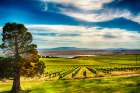 USA-WA-Pasco The Columbia River borders a vineyard-in the White Bluffs of the Columbia Valley Art Print